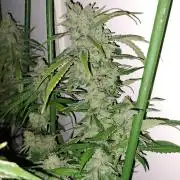 IN Liberty Haze & Biotabs