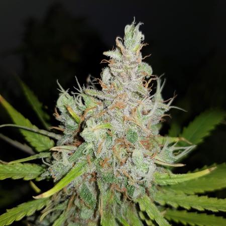 EL PATRON (RQS Test New Strain)