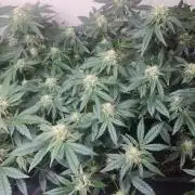 Permant Marker X Georgia Pie CLONES