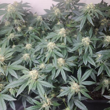 Permant Marker X Georgia Pie CLONES