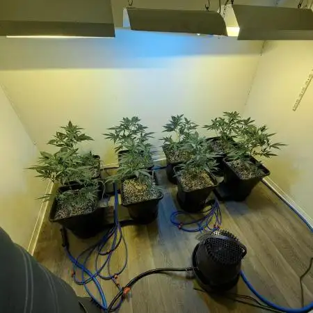 IN Liberty Haze & Biotabs