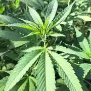 GH Cookies Gelato CLONE