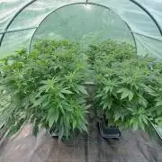 GH Cookies Gelato CLONE