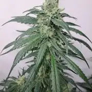 IN Liberty Haze & Biotabs