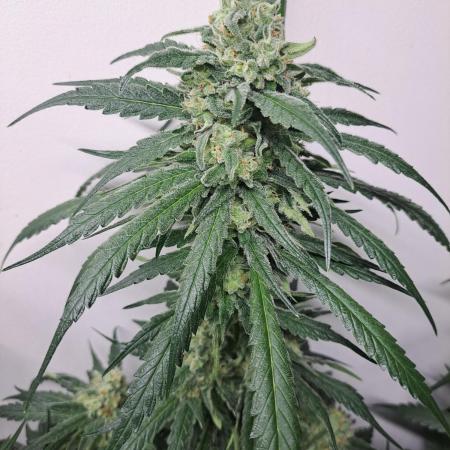 IN Liberty Haze & Biotabs