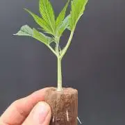 OUT Cookies Gelato CLONE