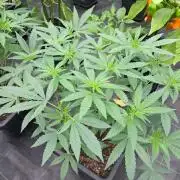 Permant Marker X Georgia Pie CLONES