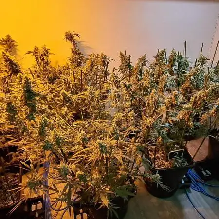IN Biscotti Zamnesia clones 3 phenos