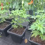 Clementine Slush CLONES
