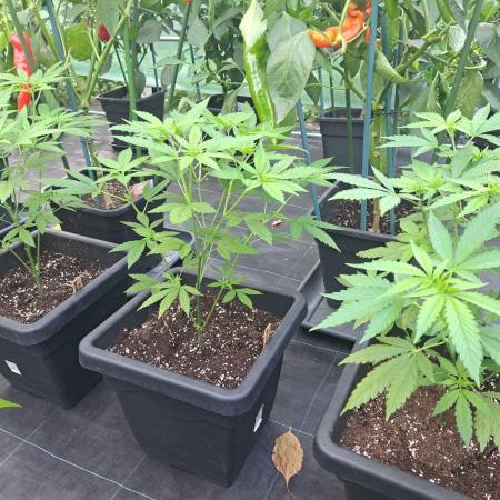 Clementine Slush CLONES