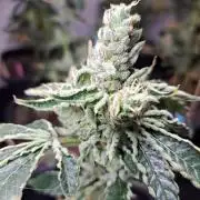 #NOVEGCANNABIS Challenge