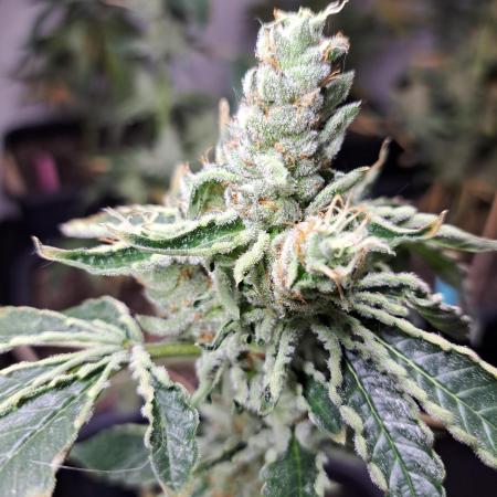 #NOVEGCANNABIS Challenge
