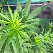Sour Papaya