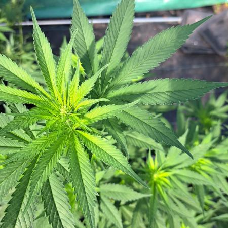 Sour Papaya
