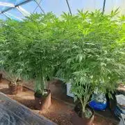 GH Cookies Gelato CLONE