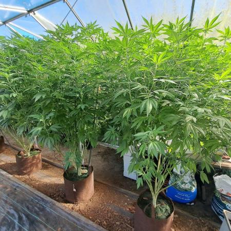 GH Cookies Gelato CLONE