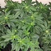 Zoap Rosé CLONES