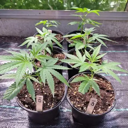 Clementine Slush CLONES
