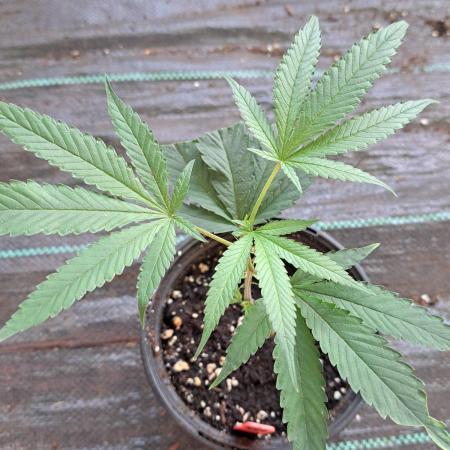 Blockberry CLONE