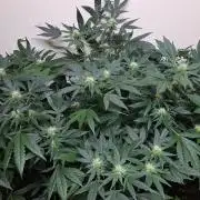 Sour Papaya CLONES