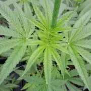 Sour Papaya