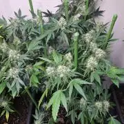 Sour Papaya CLONES