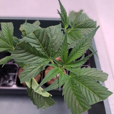 OUT Cookies Gelato CLONE