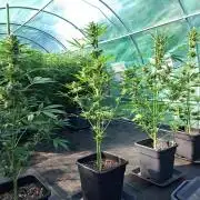 Mikromachine Auto