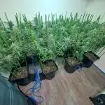 IN Liberty Haze & Biotabs