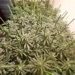 IN Liberty Haze & Biotabs