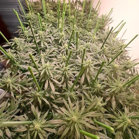 IN Liberty Haze & Biotabs