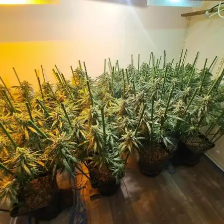 IN Liberty Haze & Biotabs