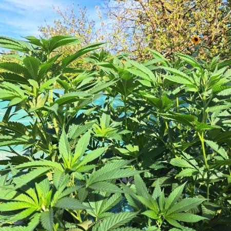 OUT Cookies Gelato CLONE