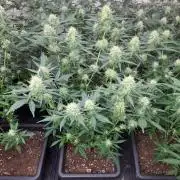 Clementine Slush CLONES