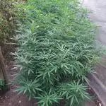 OUT Biscotti Zamnesia Clones