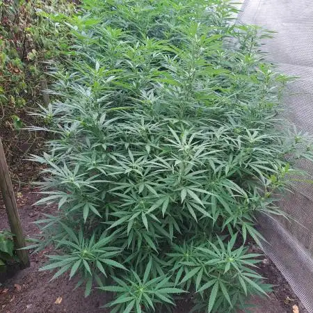 OUT Biscotti Zamnesia Clones