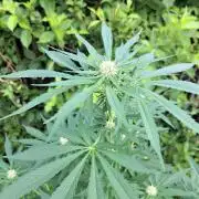 Amnesia Haze Go Fast