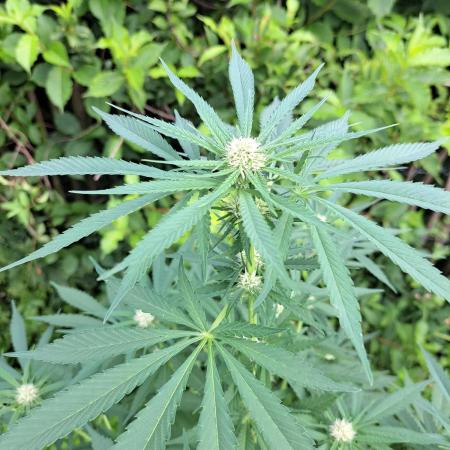 Amnesia Haze Go Fast