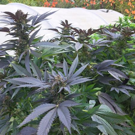 OUT/GH Liberty Haze & Cookies Gelato