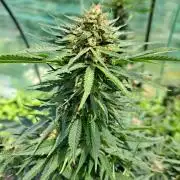 Sour Papaya