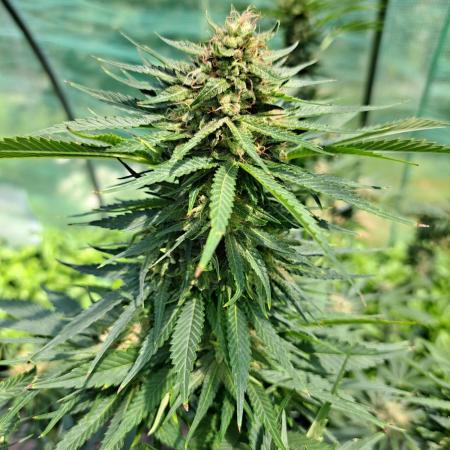Sour Papaya