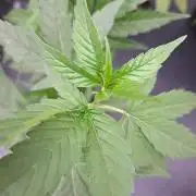 Blockberry CLONE