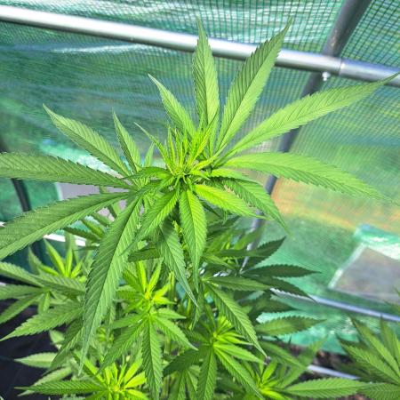 Amnesia Haze Go Fast