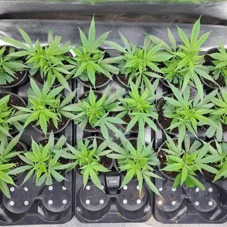 IN Liberty Haze & Biotabs
