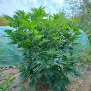 OUT Cookies Gelato CLONE