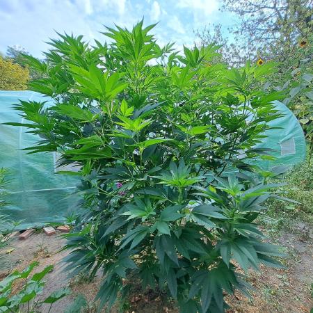 OUT Cookies Gelato CLONE