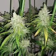 IN Liberty Haze & Biotabs