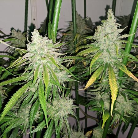 IN Liberty Haze & Biotabs