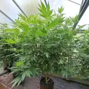 GH Cookies Gelato CLONE