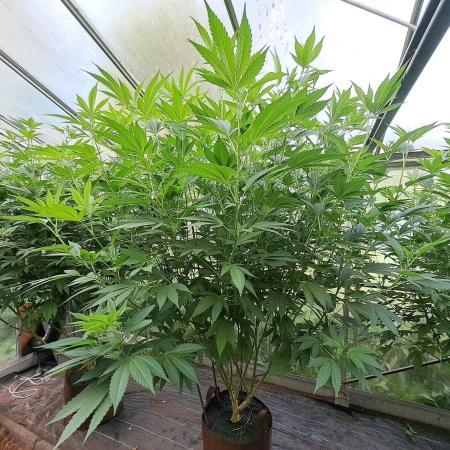 GH Cookies Gelato CLONE